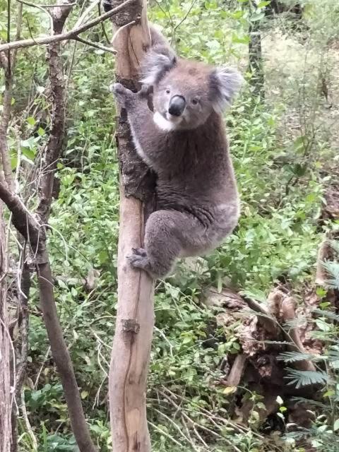 Mallacoota'S Shady Gully Caravan Park 외부 사진