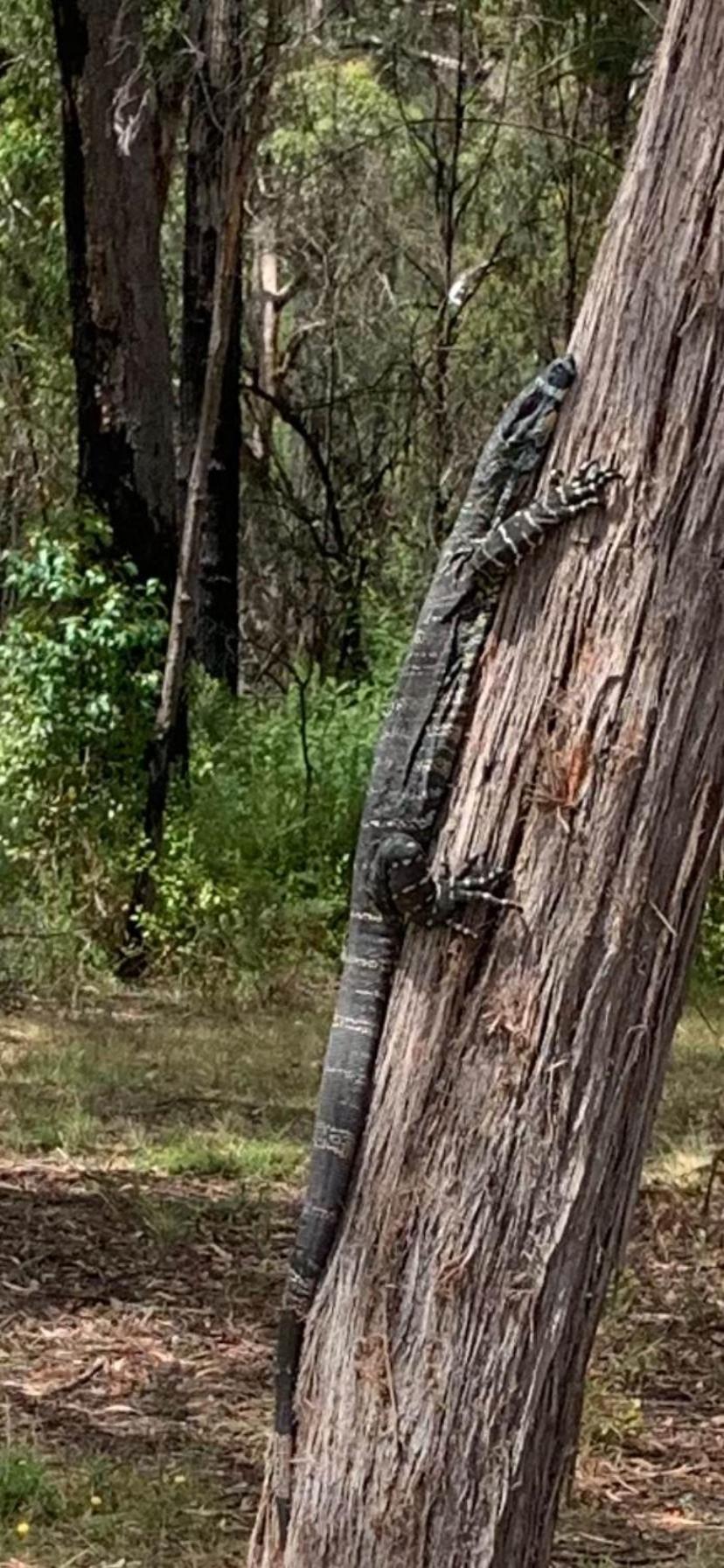 Mallacoota'S Shady Gully Caravan Park 외부 사진